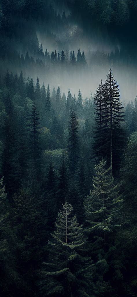 Coniferous Forest Aesthetic Wallpaper - Aesthetic Forest Wallpaper