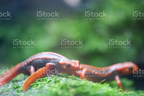 Emperor Newt Stock Photo - Download Image Now - Amphibian, Animal ...