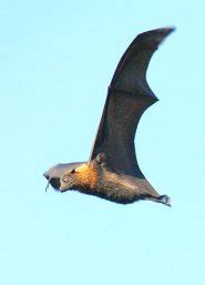 Large flying fox - 7 foot (2 meter) wingspan - pictures and facts