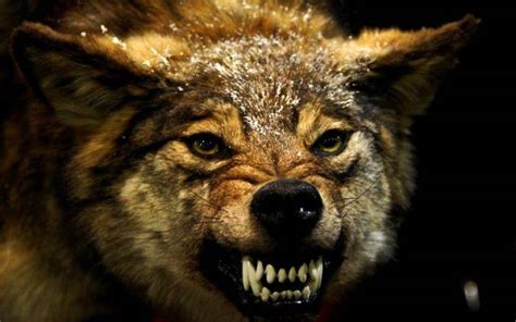 wolf, Animals, Angry Wallpapers HD / Desktop and Mobile Backgrounds