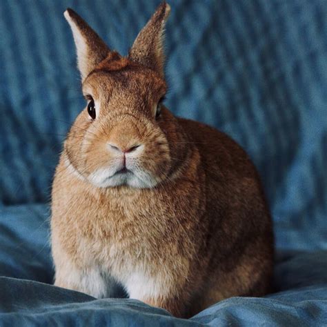 Netherland Dwarf Rabbit Breed Information, Care Guide | UK Pets