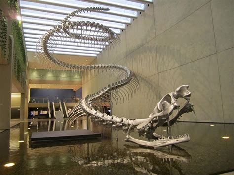 Titanoboa Fossil - Goimages Super