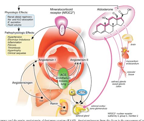 Figure 3 from Aldosterone Receptor Antagonist and Heart Failure ...