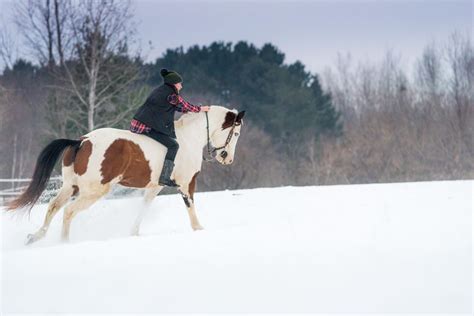 Canter vs. Gallop: Learning About Horse Gaits | LearningHorses.com