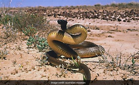 Inland Taipan Is The World's Most Venomous Snake, Its Single Bite Can ...