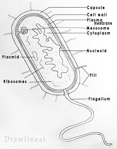 Bacteria Structure Diagram