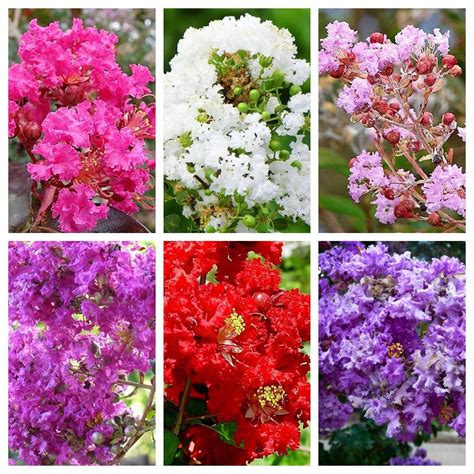 50 MIXED CREPE MYRTLE Lagerstroemia Indica Tree Shrub Crape 6 - Etsy ...