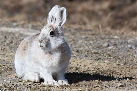 Snowshoe hare | Arctic, Camouflage, Adaptation | Britannica