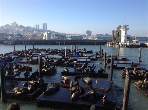 Have You Seen San Francisco’s Noisy Sea Lions? Here’s Video Of These ...