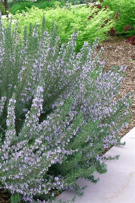 Buy Arp Rosemary Plants | FREE SHIPPING | Wilson Bros Gardens | 1 ...