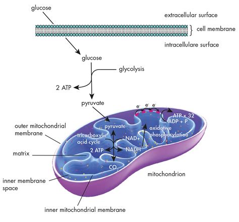 Glucose metabolism: study of pathways, enzymes and metabolites