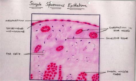 Simple Squamous Histology