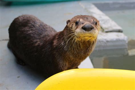 Otters | Critter Care Wildlife Society