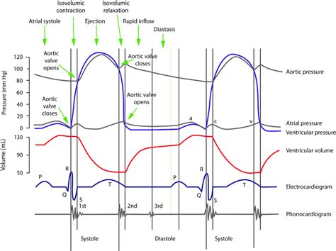 Cardiac Cycle Labeled