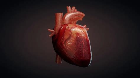 Human Heart Animation