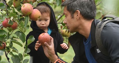 Seasonal Apple Picking Oak Glen, CA | Califoreigners.com