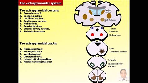 Extrapyramidal System Anatomy And Clinical Importance Kenhub