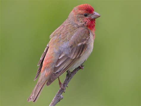 Common Rosefinch - eBird