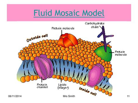 Fluid mosaic model of cell membrane - pastorfield