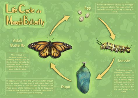 Monarch Butterfly Life Cycle Stages