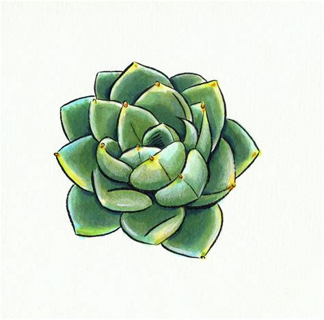 Nattosoup | Succulents drawing, Succulents illustration, Art drawings