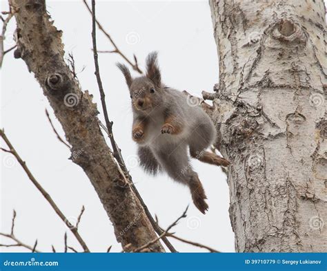 Jumping squirrel stock image. Image of wildlife, nature - 39710779