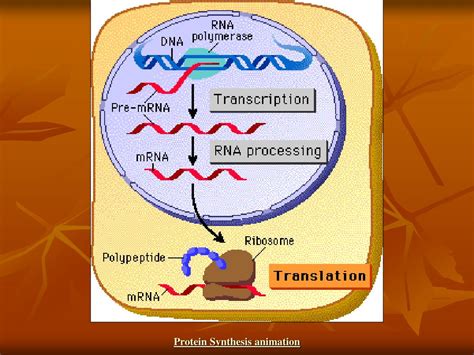 PPT - DNA, RNA & Protein Synthesis PowerPoint Presentation, free ...