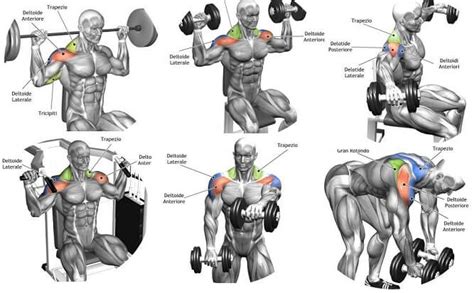 The Complete Exercises Sets & Reps Guide To Show Off Mind Blowing Delts ...