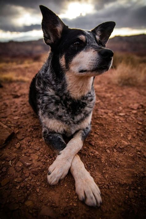 10 Things You Should Know About the Blue Heeler Pointer Mix 2 | Perros ...