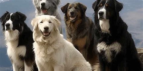 The Best Dog Treats - Mountain Dog Breeds