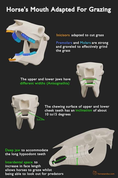 Horse Teeth Anatomy and Function [Pictures & Animations]