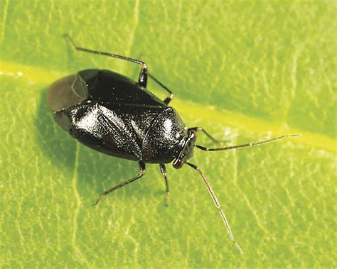 Relatively harmless black plant bug seen in large numbers should ...