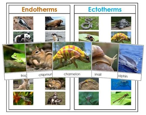 Animal Energy (Endothermic & Ectothermic) | Animals, Animal study ...