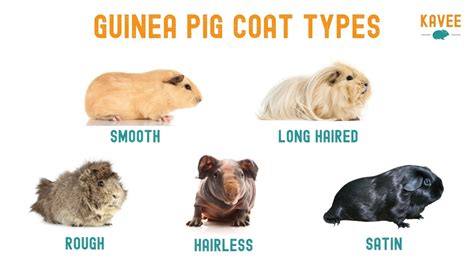 The Ultimate Guide to Guinea Pig Breeds, Markings and Colours – Kavee USA