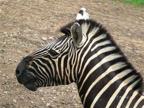 Wildlife in Mauritius | wildlife nature | mauritius | lemonicks