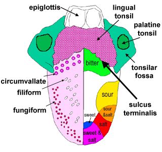 Oral: The Histology Guide