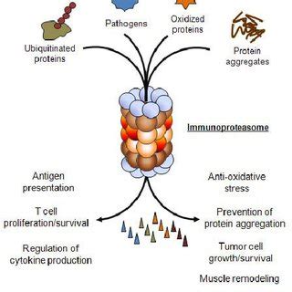 Structure of the immunoproteasome. The 20S proteasome is a cylindrical ...