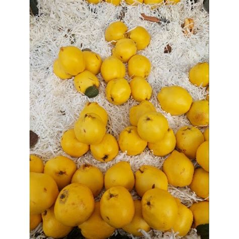 Jual Buah Tropis Terlengkap & Harga Terbaru Maret 2023 | Shopee Indonesia