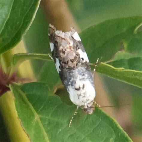 Bird poop bug? - Tarache aprica - BugGuide.Net