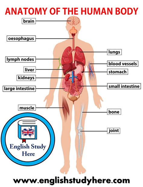 Anatomy of The Human Body | Human body anatomy, Body anatomy, Human ...