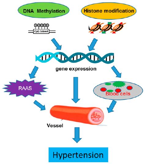 IJMS | Free Full-Text | DNA Methylation and Histone Modification in ...