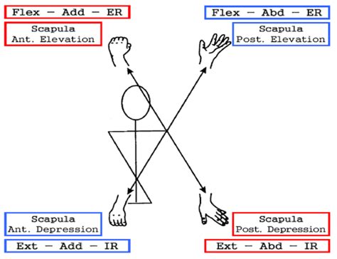 PNF patterns - arm and scapula diagonals | Occupational Therapy | Pinterest