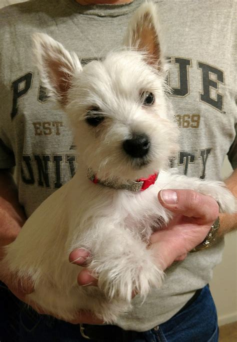 West highland white terrier for sale - risetews