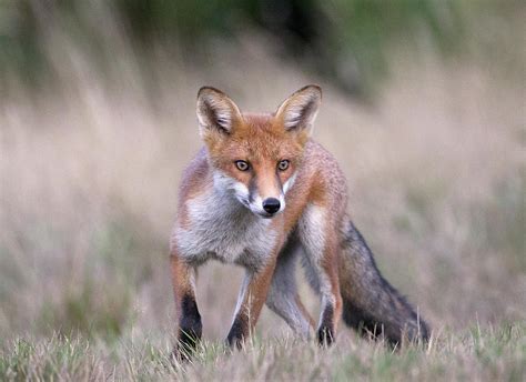 Red Fox Hunting Prey by Richard Mcmanus