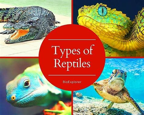 Types of Reptiles | 4 Different Kinds of Reptiles | Orders of Reptiles