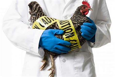 H7N9 Avian Influenza (Bird Flu) Vaccine Trials Begin