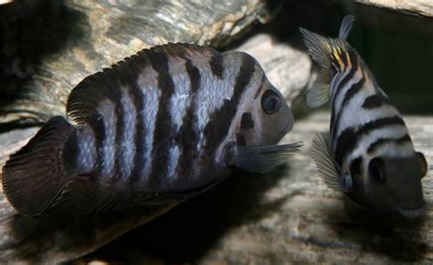 Convict Cichlid: Mastering Their Care in Just 5 Steps