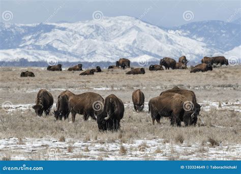 American Bison Grazing on the Prairie in Winter Stock Image - Image of ...