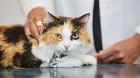 How to Treat & Prevent Ringworm in Cats | Petco