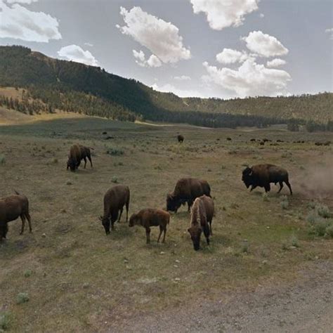 Yellowstone Bison grazing in Yellowstone National Park, WY (Google Maps)